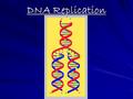 DNA Replication.  Replication = DNA copies itself exactly (Occurs within the nucleus) (Occurs within the nucleus)  Any mistake in copying = mutation.