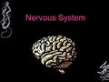 Nervous System. Functions of the Nervous System 1.Receives information from outside and inside the body 2. Responds to the information 3. Helps the body.