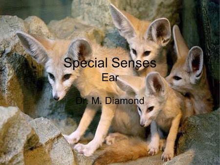 Special Senses Ear Dr. M. Diamond. The Ear Houses two senses –Hearing –Equilibrium (balance) Receptors are mechanoreceptors Different organs house receptors.