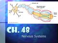 Nervous Systems Ch. 48 Ch. 48. Nervous System Central Nervous System.