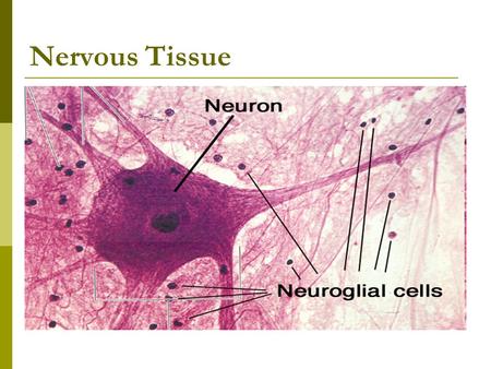 Nervous Tissue. Neuron (motor)  Nerves – bundles of neurons held together by connective tissue (found in PNS)  Neurons – specialized nerve cells that.