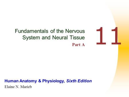 Human Anatomy & Physiology, Sixth Edition Elaine N. Marieb 11 Fundamentals of the Nervous System and Neural Tissue Part A.