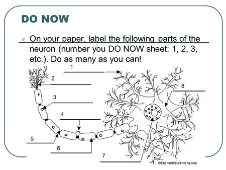 DO NOW On your paper, label the following parts of the neuron (number you DO NOW sheet: 1, 2, 3, etc.). Do as many as you can! 1 2 3 4 5 6 7 8.