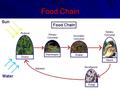 Food Chain. Food Webs Many individual food chains are interlocked into a food web.