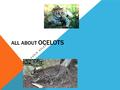 ALL ABOUT OCELOTS BY KADIN SALES. ALL ABOUT OCELOTS A Ocelots are land mammal Ocelots are brown white black Ocelots are wild Ocelots are furry.