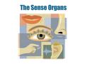 The Sense Organs. Taste Smell Vision Hearing Balance Special Senses.