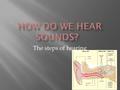 The steps of hearing.  The auricle directs sounds into the external auditory meatus  This guides the sound towards the ear drum.