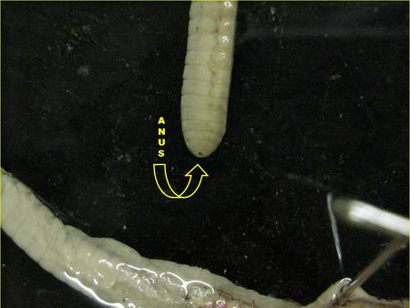 ANUSANUS. THIS PICTURE DISPLAYS THE TYPHLOSOLE IN THE OPENED INTESTINE AS WELL AS THE VENTRAL NERVE CORD.