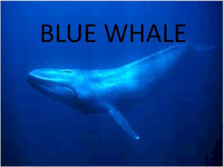 BLUE WHALE. Blue whale is the biggest animal in the world. It is more than 25 meters and more than 200 tons. Blue whale is same weight as 40 elephants.
