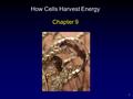 1 How Cells Harvest Energy Chapter 9. 2 Outline Cellular Energy Harvest Cellular Respiration – Glycolysis – Oxidation of Pyruvate – Krebs Cycle – Electron.