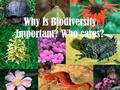 Why Is Biodiversity Important? Who cares?. What is Biodiversity? The biological diversity and variety of life on Earth. For example: species of plants,