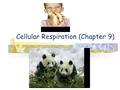 Cellular Respiration (Chapter 9). Energy Plants, algae & some bacteria Convert radiant energy (sun) into chemical energy (glucose)