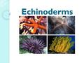 Echinoderms. What are echinoderms? spiny skin internal skeleton water vascular system tube feet.