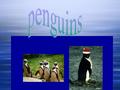 FAIRY PENGUINS Small Penguins Amphibian Family Tree  There are 2 sea birds penguins come from the Shearwater and Albatross.the biggest is emperor the.