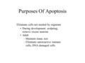Purposes Of Apoptosis Eliminate cells not needed by organism During development: sculpting, remove excess neurons Adult –Maintain tissue size –Eliminate.