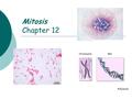 Mitosis Chapter 12. Mitosis  Cell division  Produce 2 daughter cells  Same genetic information  Genome.