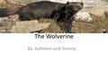 The Wolverine By: Kathleen and Tommy Appearance Wolverines look like small bears, but they are the members of the weasel family. They have a broad head,