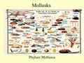 Mollusks Phylum Mollusca. Advanced Invertebrates Phylum Mollusca Characteristics –1. Visceral Mass: soft bodied portion containing internal organs –2.