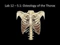 Lab 12 – 5.1: Osteology of the Thorax. Typical Thoracic Vertebrae.