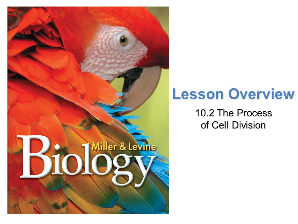 10.2 The Process Of Cell Division - Ppt Video Online Download