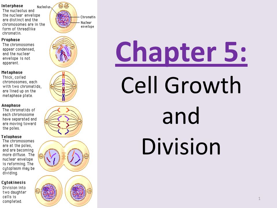 Chapter 5: Cell Growth And Division - Ppt Video Online Download