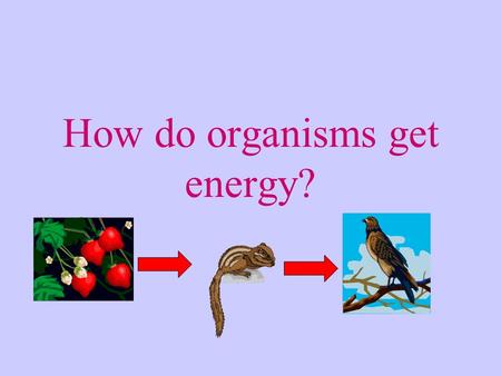 How do organisms get energy?. Getting Energy Food chain – a sequence of connected producers and consumers Producer – an organism that makes its own food.