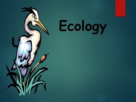 Ecology Unit. Ecology- the study of interactions between organisms and their environments, focusing on energy transfer  It is a science of relationships.