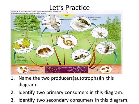 Let’s Practice 1.Name the two producers(autotrophs)in this diagram. 2.Identify two primary consumers in this diagram. 3.Identify two secondary consumers.