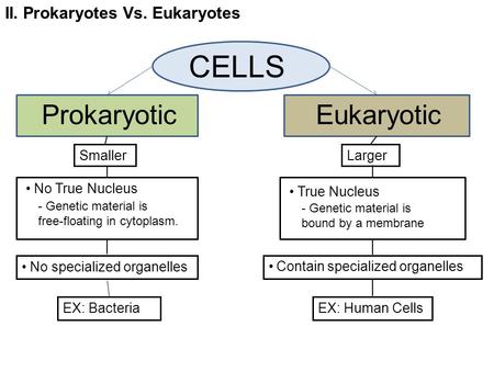 II. Prokaryotes Vs. Eukaryotes CELLS ProkaryoticEukaryotic No True Nucleus - Genetic material is free-floating in cytoplasm. No specialized organelles.