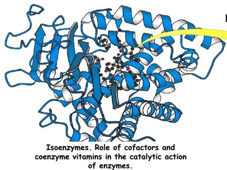 Isoenzymes. Role of cofactors and coenzyme vitamins in the catalytic action of enzymes.