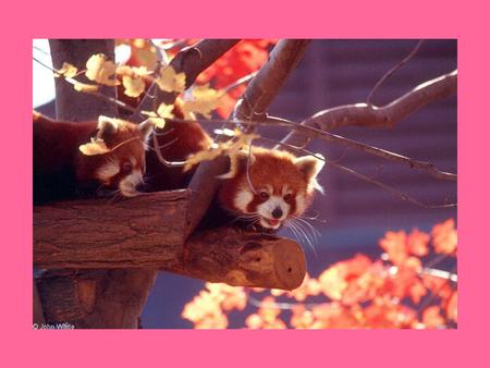 Ailurus Fulgens The scientific name means five colored cat Has 12 alternate rings on its tail.