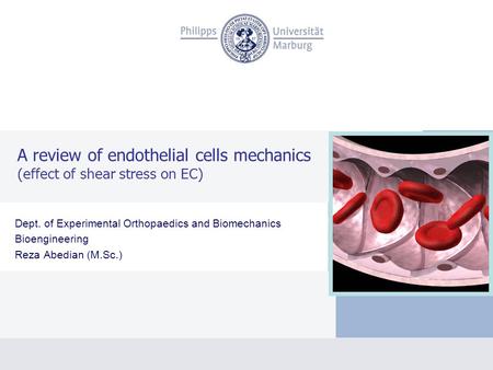 A review of endothelial cells mechanics (effect of shear stress on EC) Dept. of Experimental Orthopaedics and Biomechanics Bioengineering Reza Abedian.
