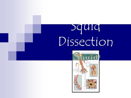 Squid Dissection 2010. What does dissection mean? the process of disassembling and observing something to determine its internal structure and as an aid.