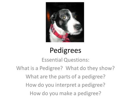 Pedigrees Essential Questions: What is a Pedigree? What do they show? What are the parts of a pedigree? How do you interpret a pedigree? How do you make.