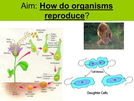 Aim: How do organisms reproduce? Who thinks they can define Reproduction? The process by which living things produce other living things like themselves.