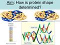 Aim: How is protein shape determined?. Hormone All are proteins with a specific shape that determines their function. What do enzymes, antigens / antibodies,