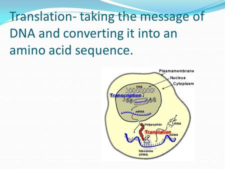 Translation- taking the message of DNA and converting it into an amino acid sequence.