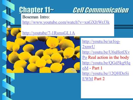 Chapter 11~ Cell Communication  2xnwU  Pohttp://youtu.be/U6uHotlXv Po Real action in the body