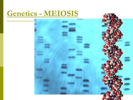 Genetics - MEIOSIS Background Information  During interphase, DNA is uncondensed and is called chromatin.  When cells get ready to divide, the chromosomes.