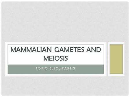 TOPIC 3.1C, PART 3 MAMMALIAN GAMETES AND MEIOSIS.
