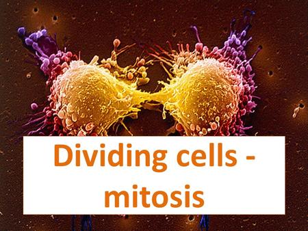 Dividing cells - mitosis. After this lesson you should: KNOW that new cell are produced when old cells divide BE ABLE TO give the steps of mitosis UNDERSTAND.