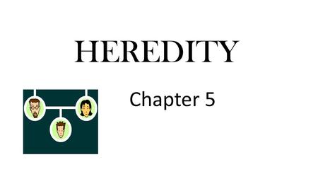HEREDITY Chapter 5. Heredity- The passing of traits from parent to offspring Genes on chromosomes control the traits that show up in an organism The different.