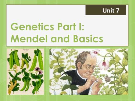 Genetics Part I: Mendel and Basics Unit 7. How does this happen?