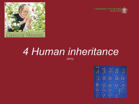 4 Human inheritance (2015). Human inheritance In this lesson we will describe the inheritance of traits due to dominant and recessive genes, located on.