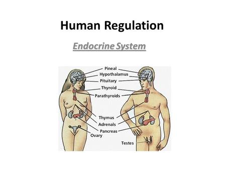 Human Regulation Endocrine System. There are no specialized cells, glands or hormones that the five (5) representative organisms have. Animals, however,