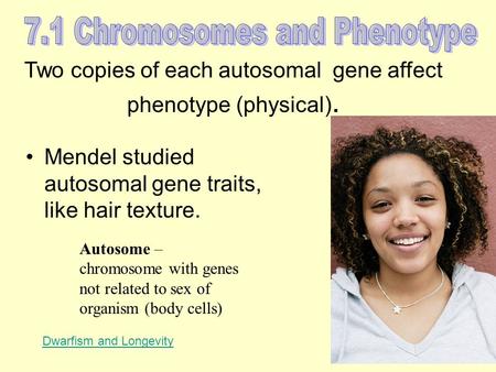 Two copies of each autosomal gene affect phenotype (physical). Mendel studied autosomal gene traits, like hair texture. Autosome – chromosome with genes.