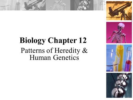 Biology Chapter 12 Patterns of Heredity & Human Genetics.