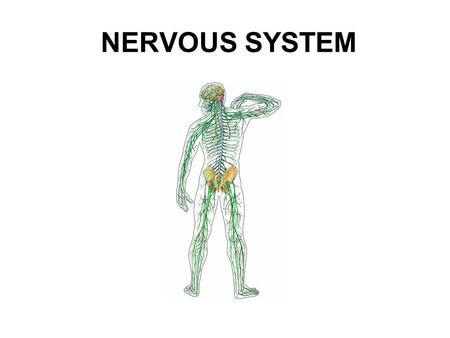 NERVOUS SYSTEM. Essential question: What are the differences between responses with the nervous system versus responses with the endocrine system? In.