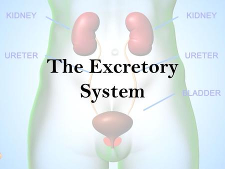 The Excretory System. Function: The excretory system eliminates nonsolid wastes from the body. Nonsolid wastes are eliminated through lungs, skin and.