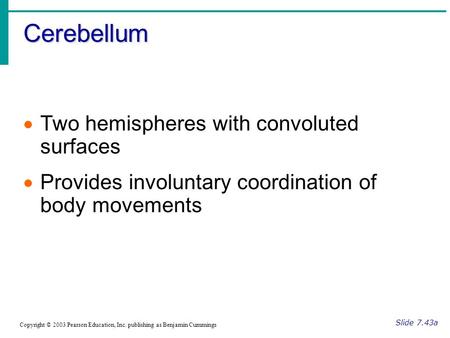 Cerebellum Slide 7.43a Copyright © 2003 Pearson Education, Inc. publishing as Benjamin Cummings  Two hemispheres with convoluted surfaces  Provides involuntary.